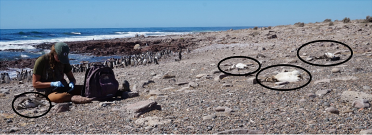 magellanic penguins