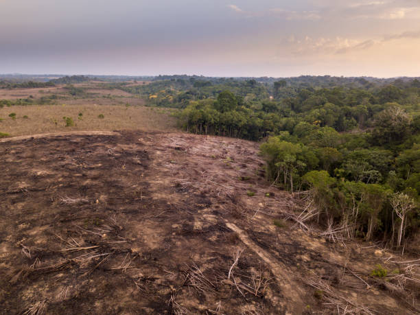 Partially deforested field