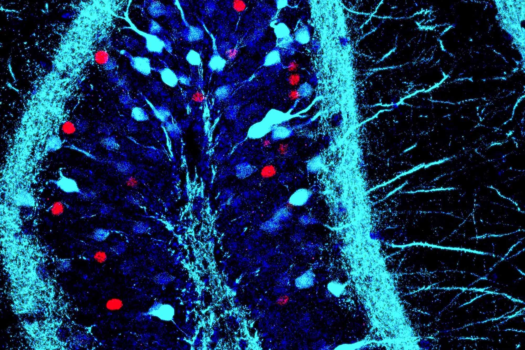 Unlocking the Power of Our Emotional Memory | Association of American 