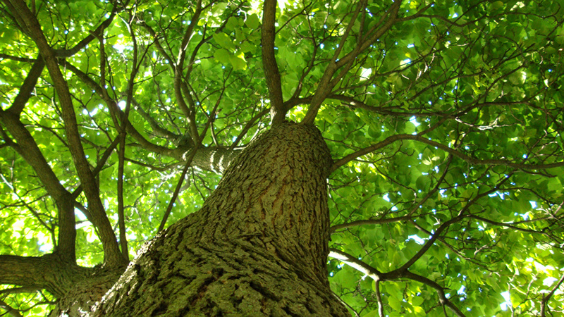 trees, preferred by humans visually over city streets