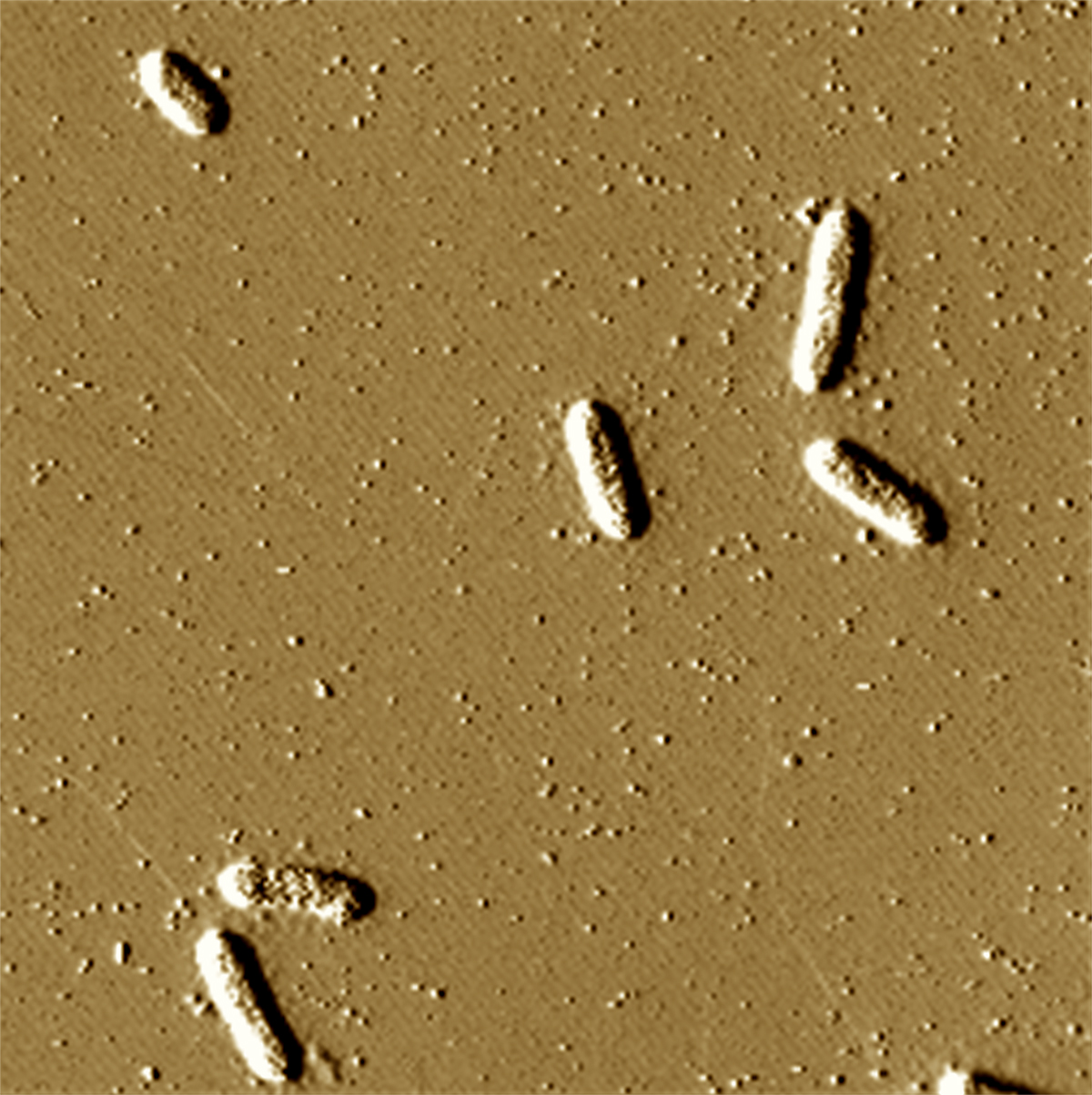 Geobacter bacteria