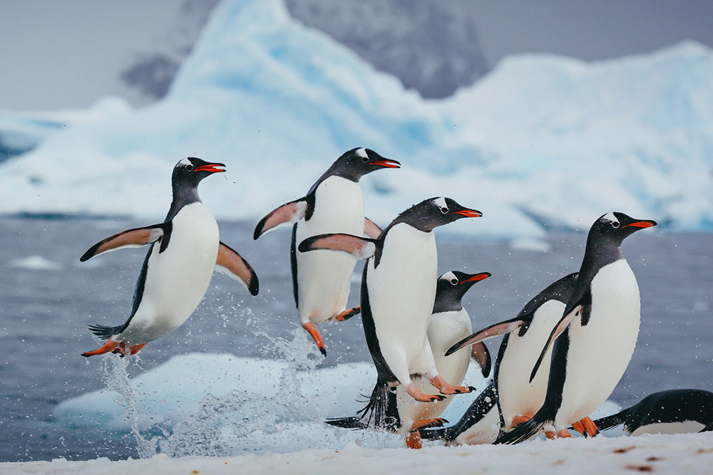 penguins