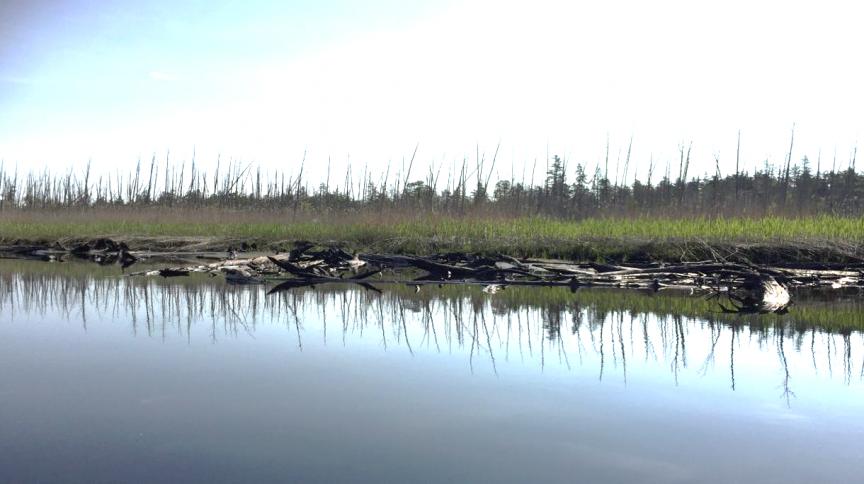 ghost forest