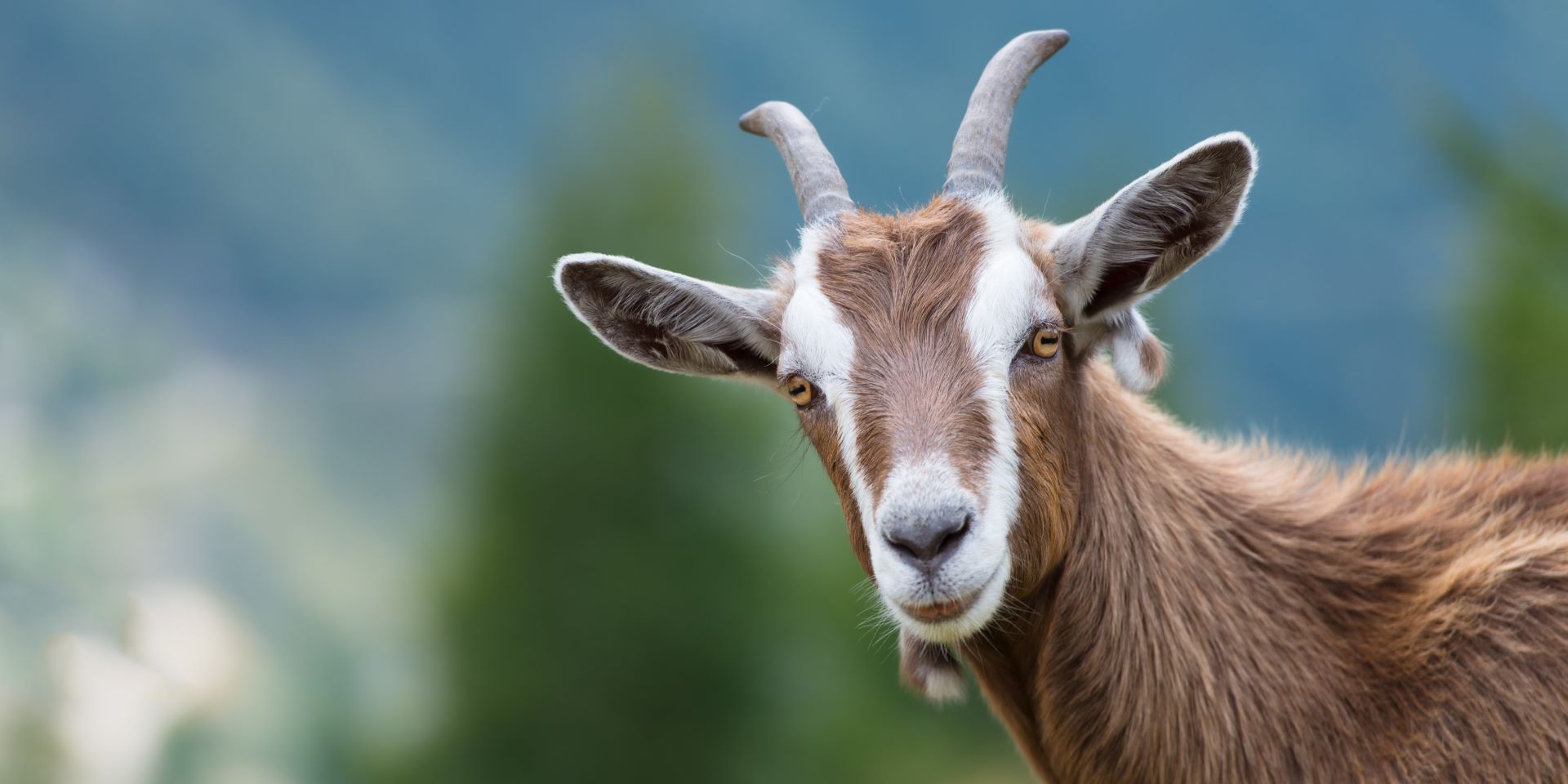 A goat
