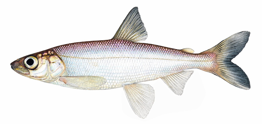 Artist's illustration of Coregonus kiyi. Credit: Illustration by Joseph R. Tomelleri
