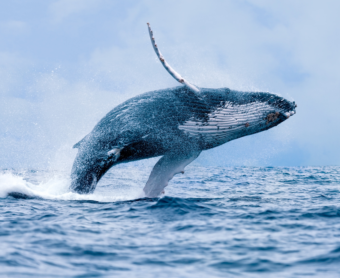 Study reveals influence of krill availability on humpback whale pregnancies