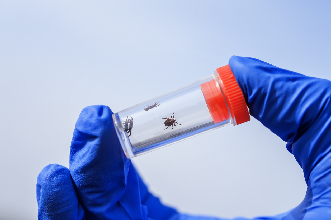 Hand in gloves holding small ticks caught in a test tube.