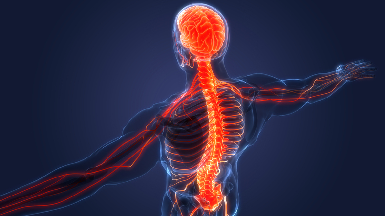 spinal cord