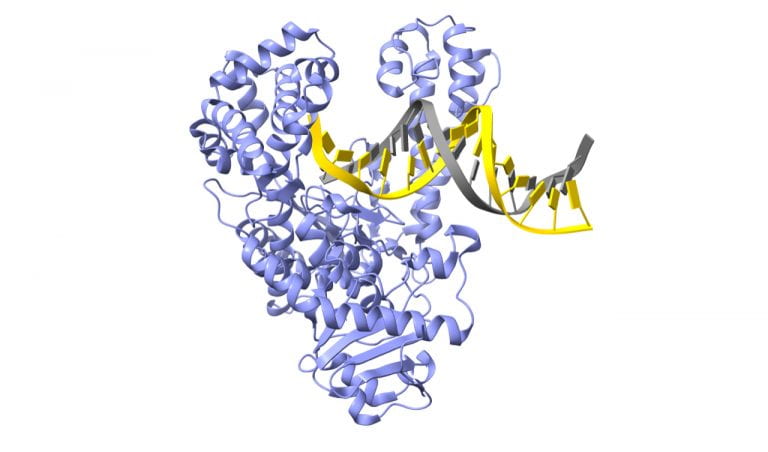 Taq Enzyme, waiting for new chemical base to arrive to fit into DNA chain, DNA sequencing
