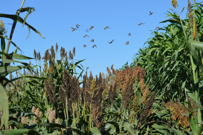 Sorghum growing in a field.