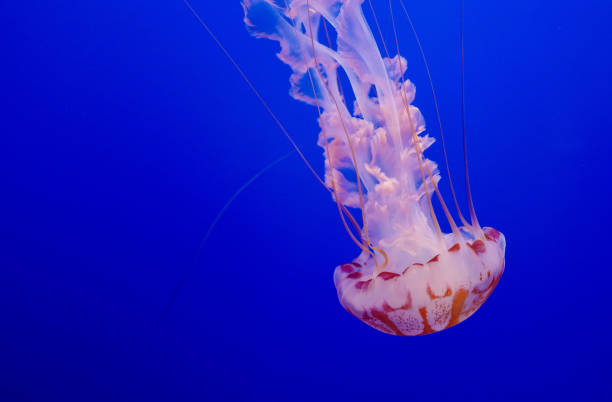 Jellyfish swimming in ocean 