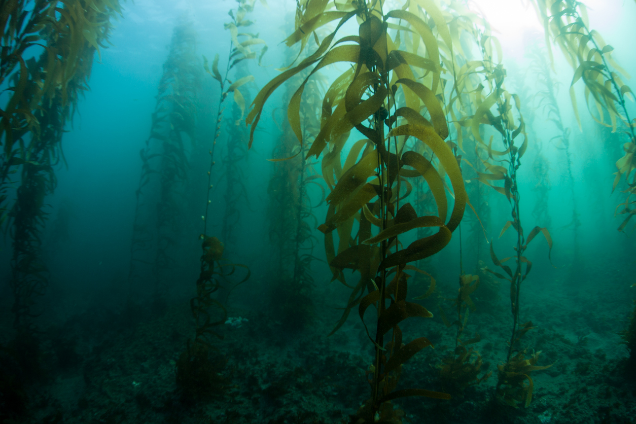 ocean acidification