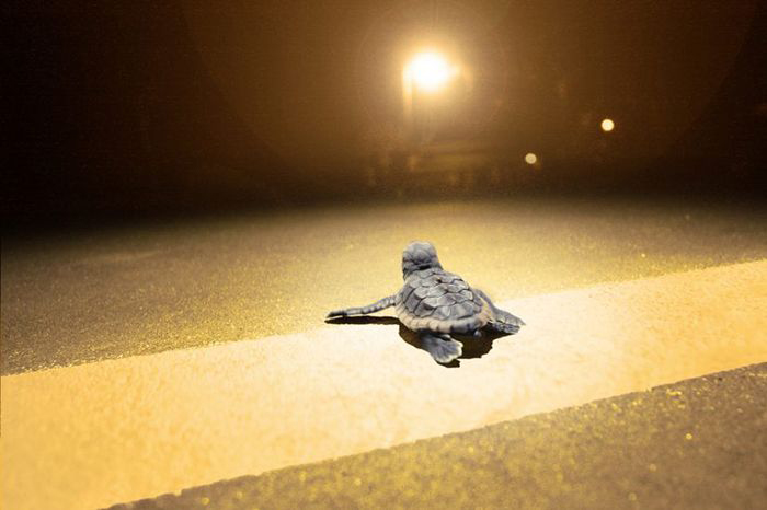 A hatchling loggerhead sea turtle