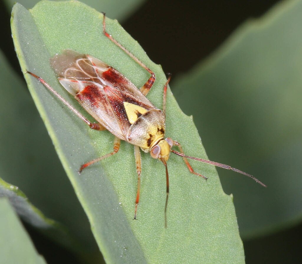 Lygus bug on a leaf