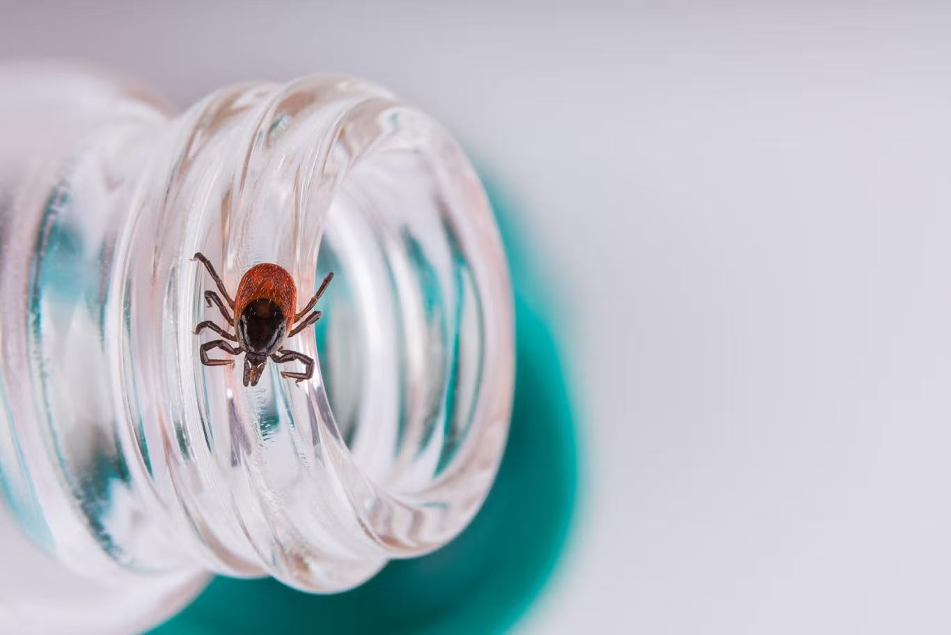 Tick crawling on the top of a water bottle