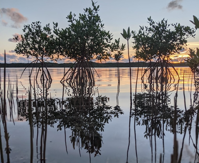 Mangroves