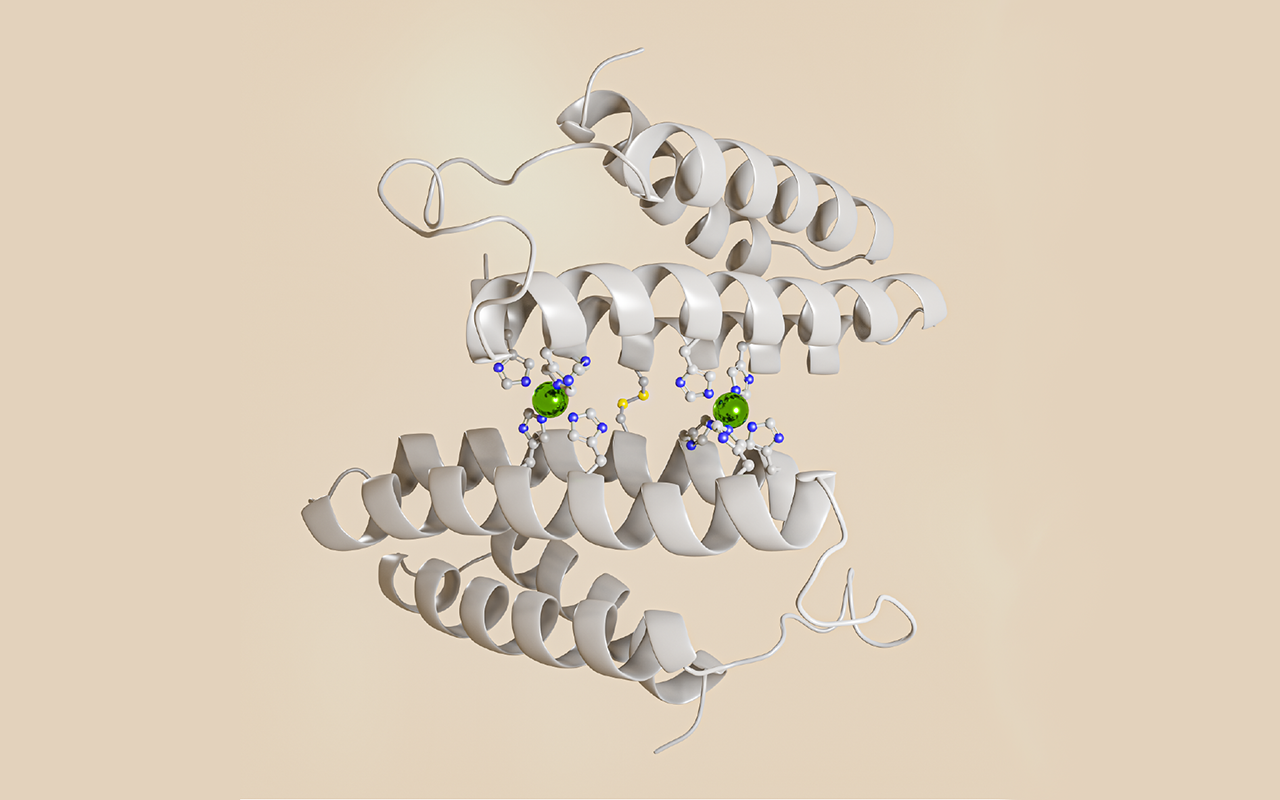 metalloprotein binding to copper