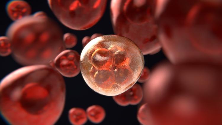 mitosis