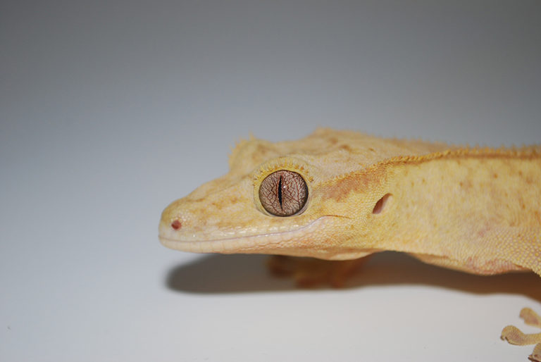 A lizard species known as a mourning gecko can regenerate its tail, but the replacement is an imperfect copy of the original. (Photo by Lozito Lab)