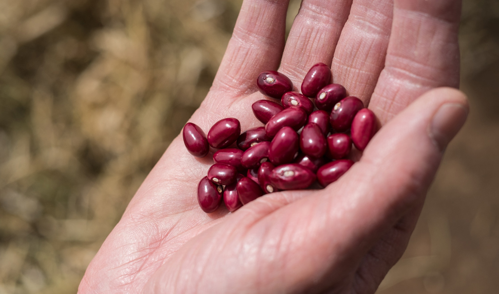 Beans held in a hand. 