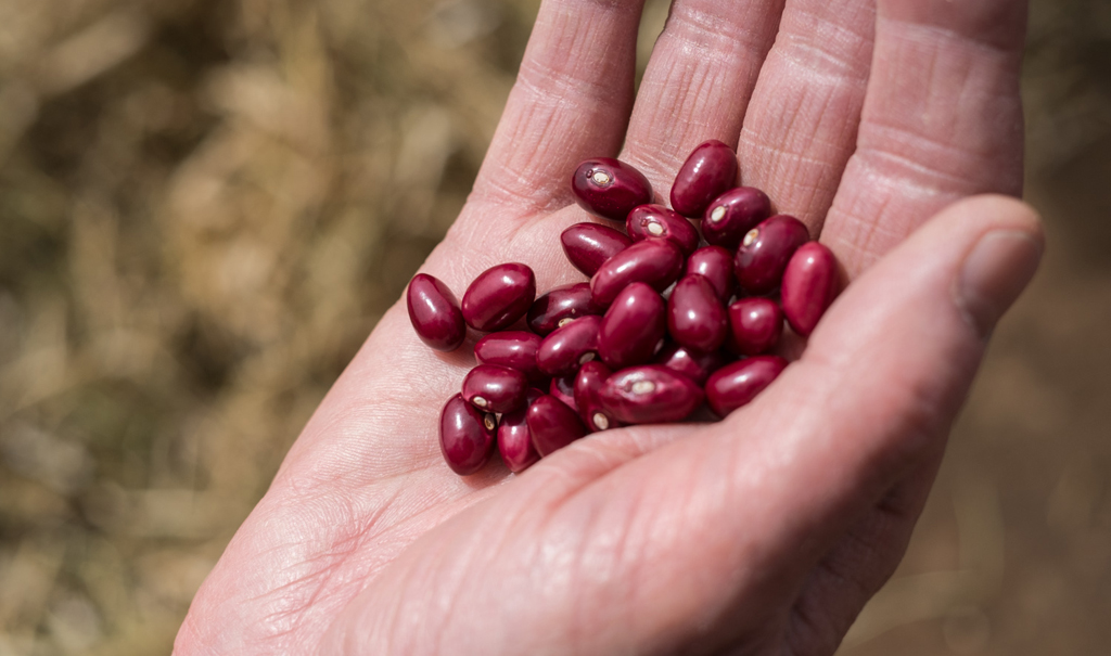 Beans held in a hand.