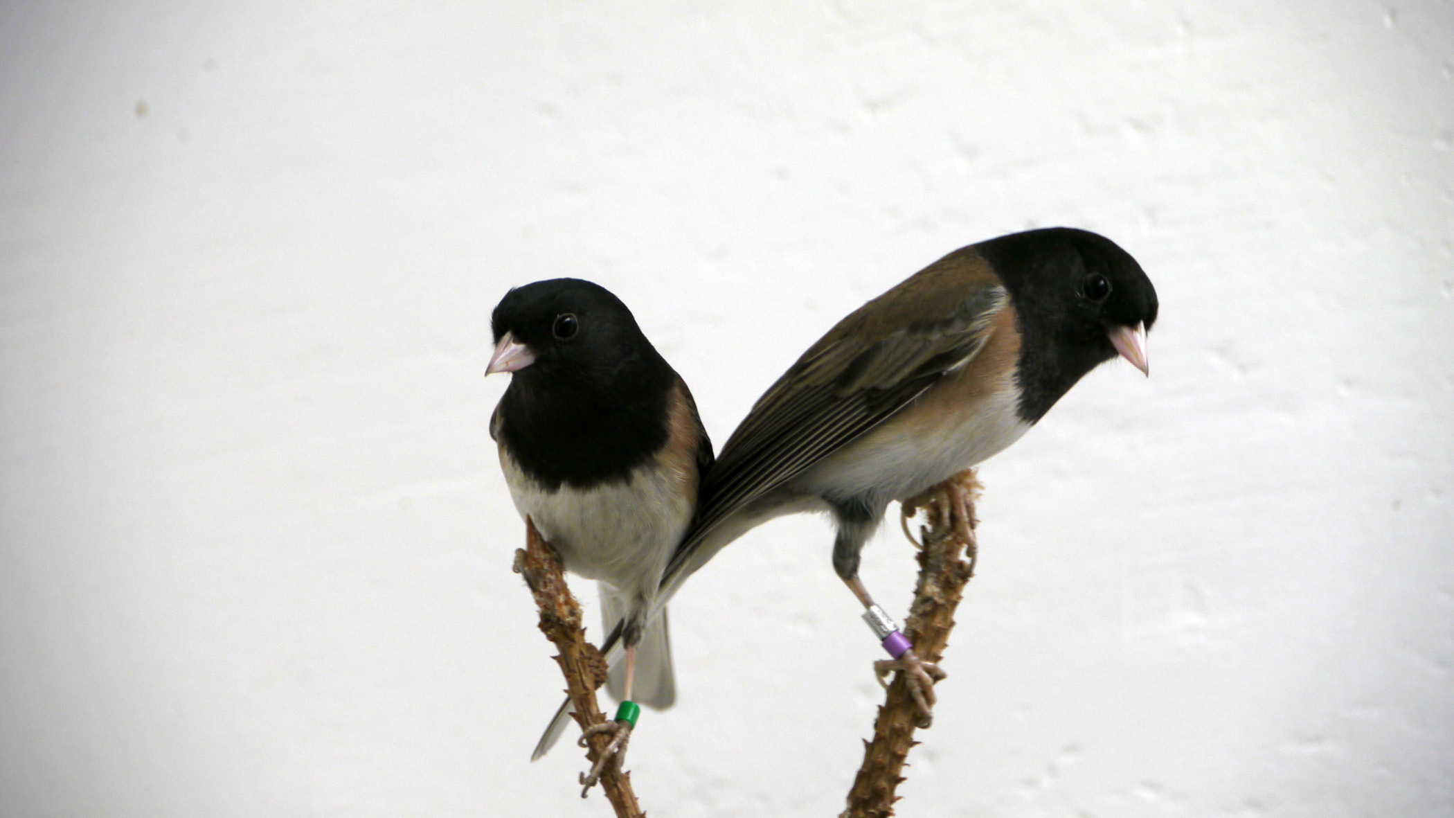 Birds perch on branches.