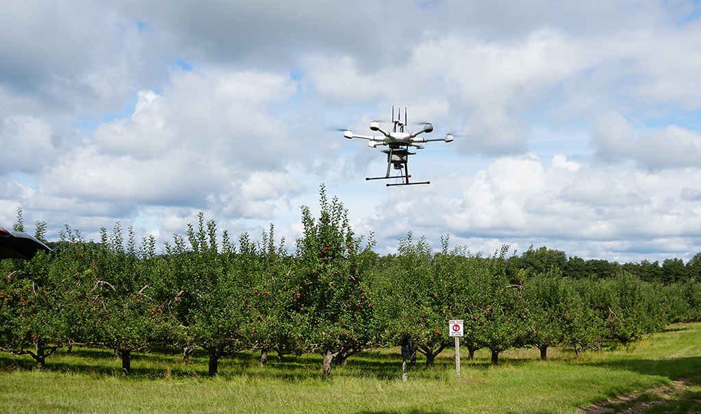 A drone hovers over an apple orchard.