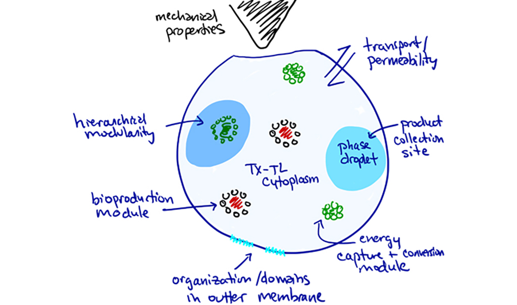 A diagram of a cell.