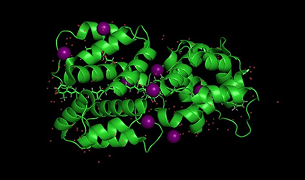 Light-absorbing protein observed.