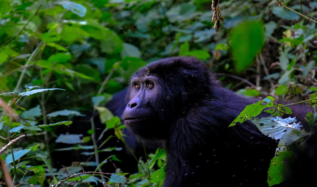 A gorilla