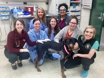 MSU Vet staff with Stella, a young rottweiler.
