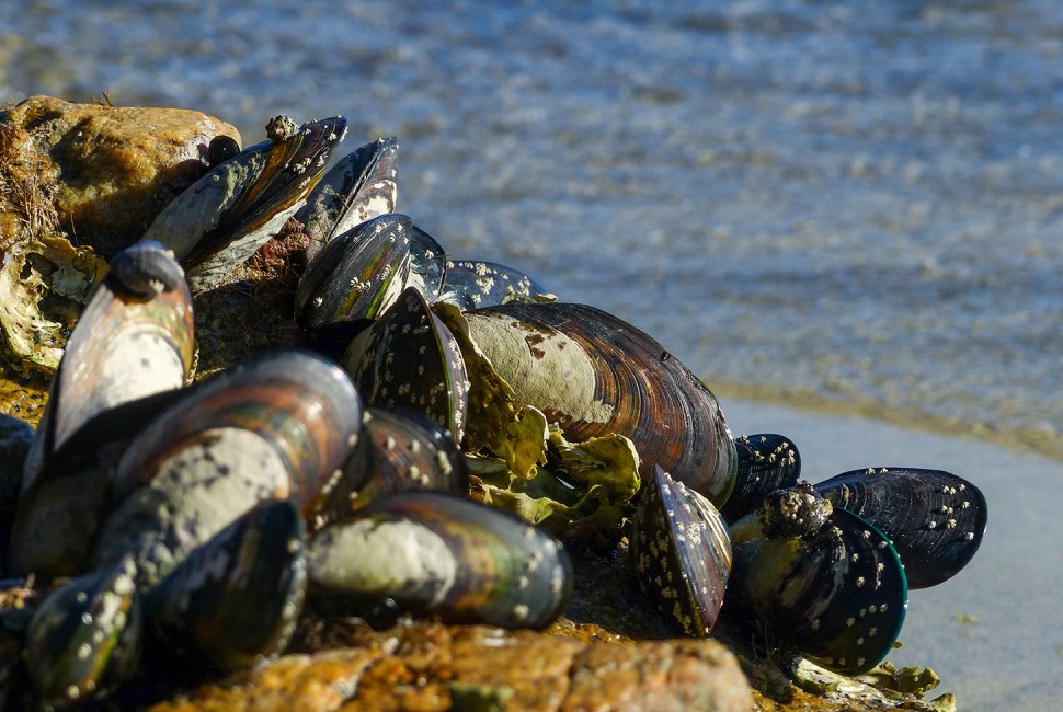 mussels on a rock, whom researchers have tried to imitate in creating synthetic cement