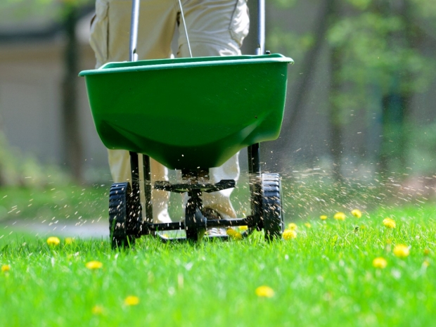 A person fertilizing grass.