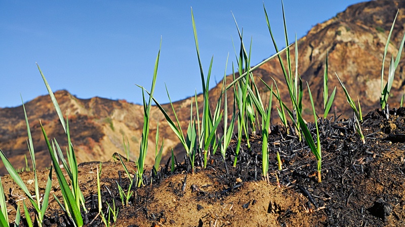 Young grass rowing on a ridge.