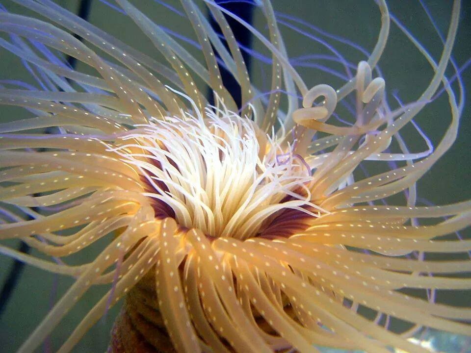 Sea Anemone.