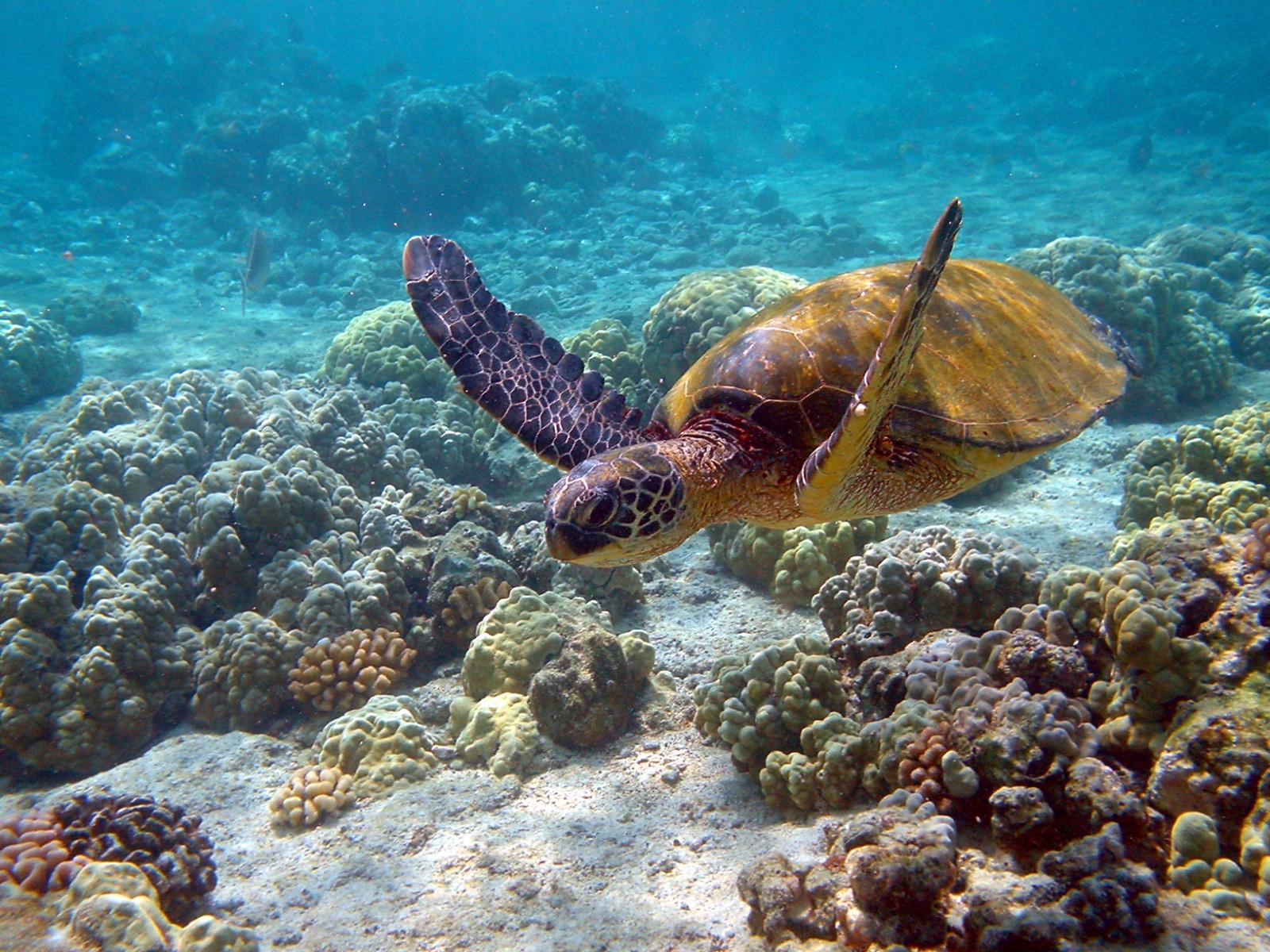 A sea turtle swimming.