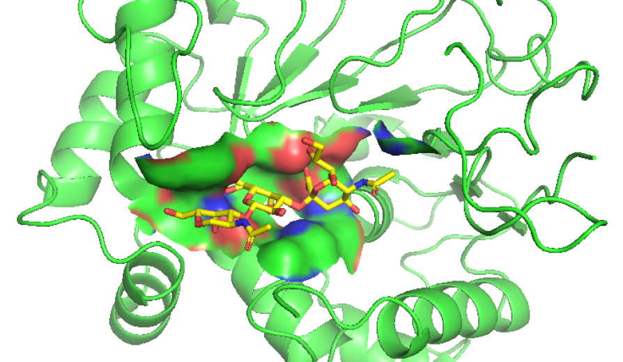 Illustration of the pig enzyme ST3Gal1 