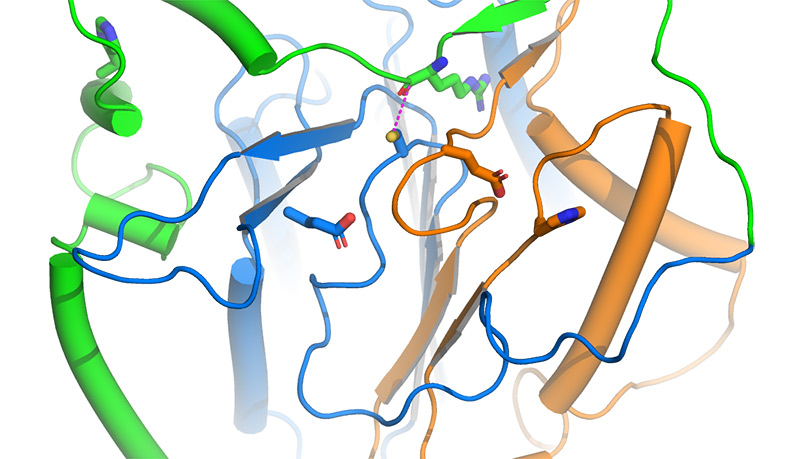 Graphic of protein enzyme metacapase 9