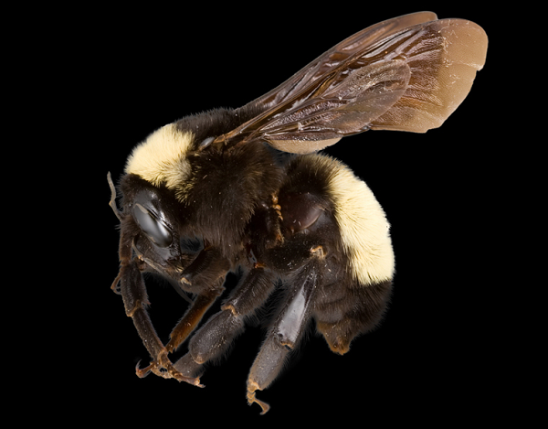 Plight of the Bumblebee