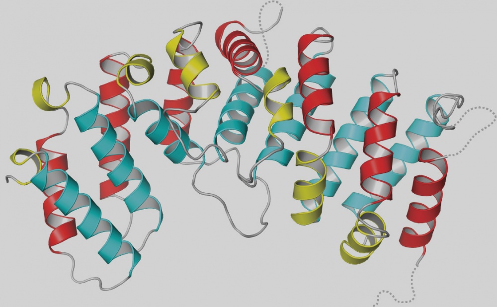 Cytoskeleton