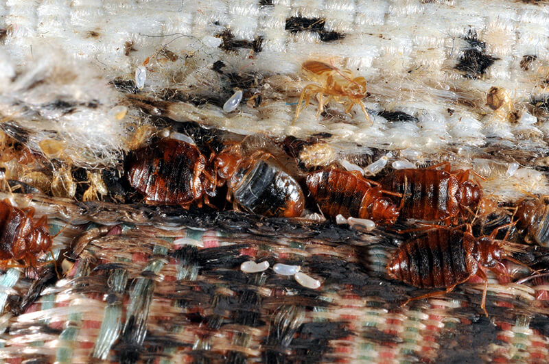 Image of bedbugs.