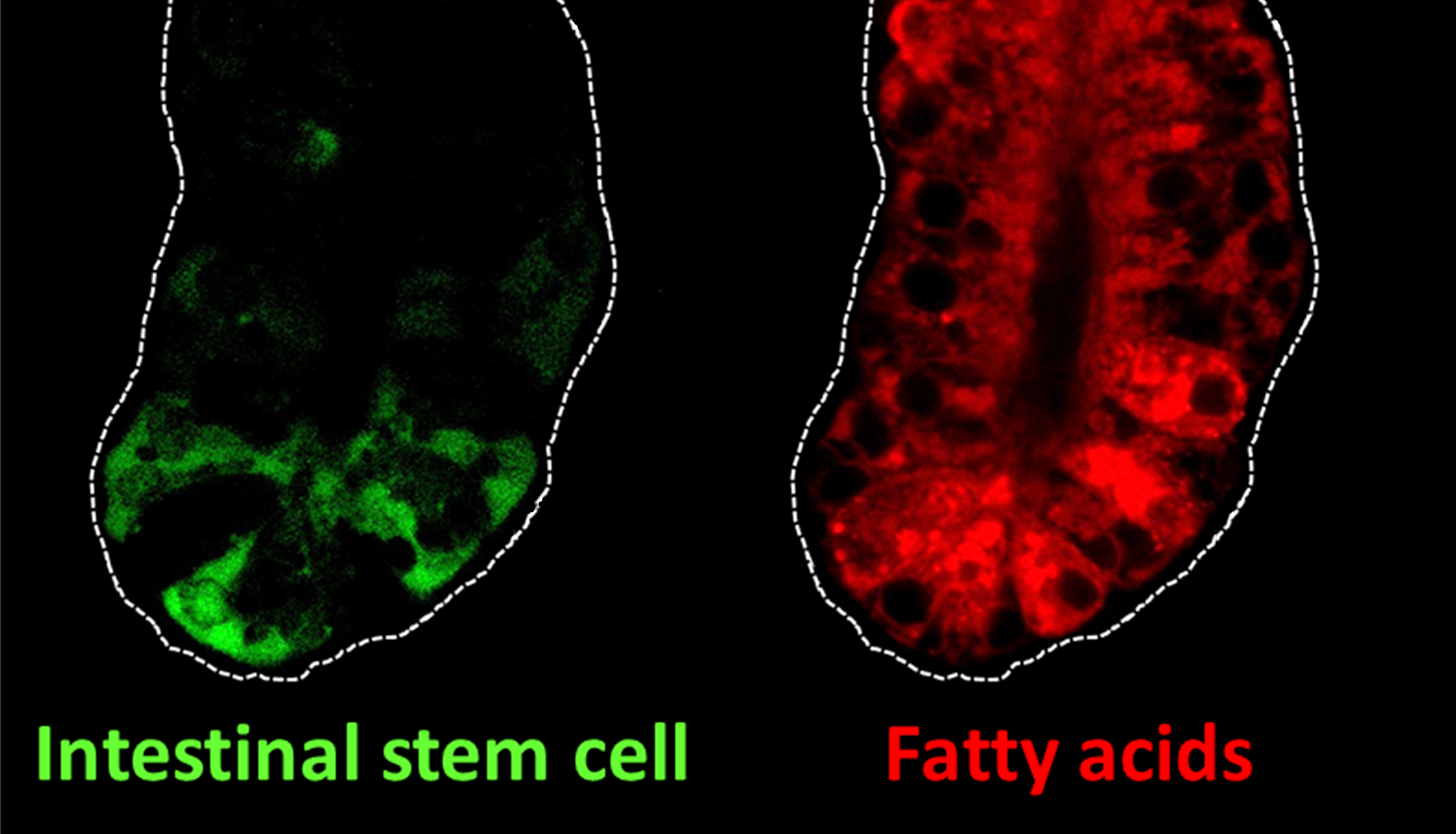 Intestinal stem cells (green) and fatty acids (red) in the intestine of mice
