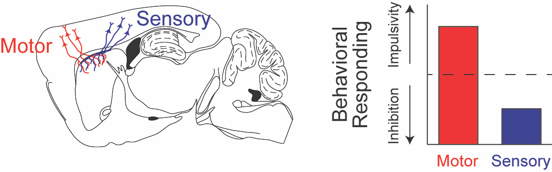 Sensory signal diagram