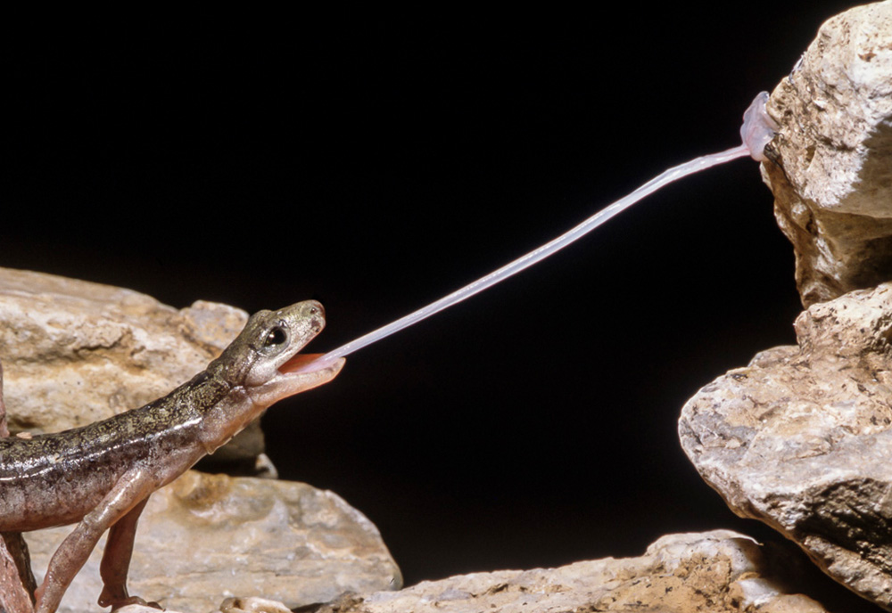 Salamander grabbing a bug with its tongue