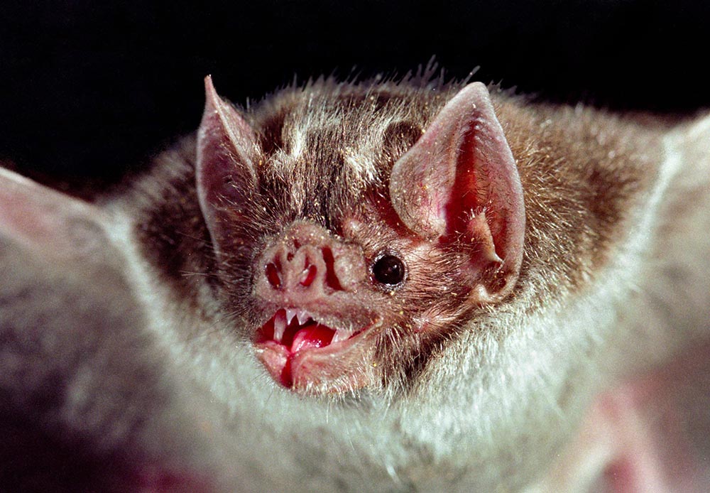 vampire bat research paper