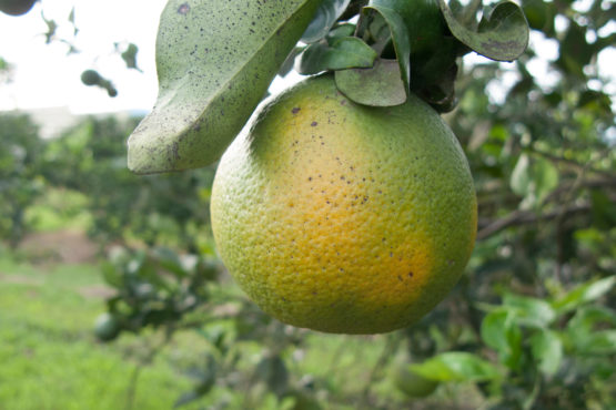 An orange suffering from citrus greening.