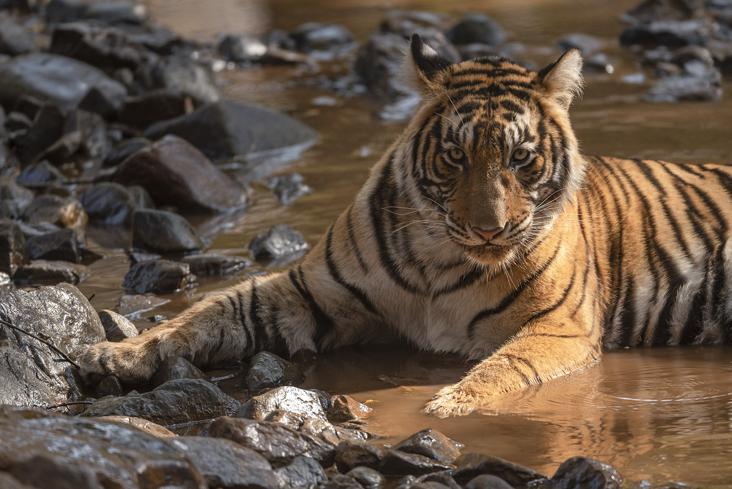Wild Tiger.