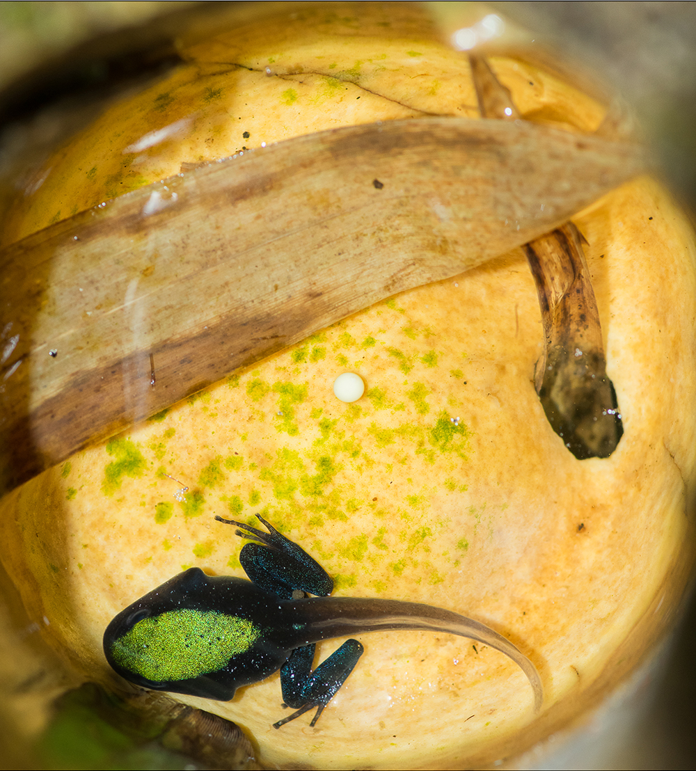 A frog with a recently laid egg.