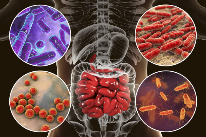 Gut bacteria, illustrated