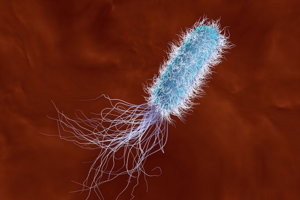 An illustration of Pseudomonas aeruginosa.